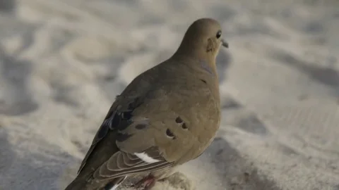 Bird taking off flight from the beach Stock Footage 74908372