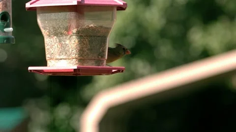 Bird Taking Flight Stock Footage 60648705