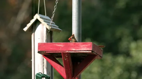 Bird Taking Flight Stock Footage 60982472