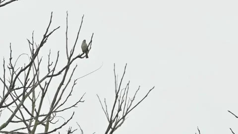Bird taking flight on leafless branches 動画素材 330085476