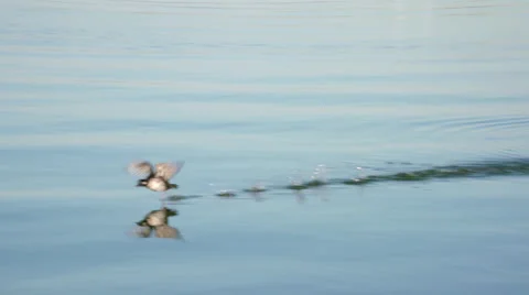 Bird Taking Flight Slow Motion Stock Video Clip shot on Sony FS7 Stock Footage 46534845
