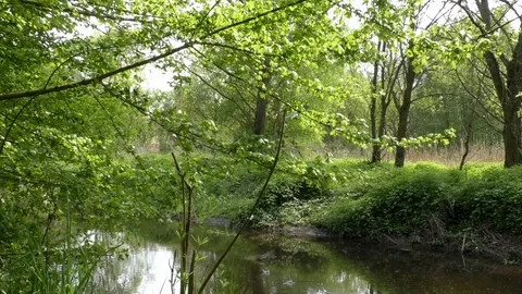 Bird taking flight from water surface, small stream, trees, reeds, flora Video stock 107382613