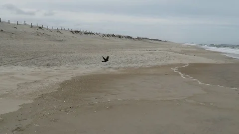 Bird Taking Off to Fly slow motion Stock Footage 75130607