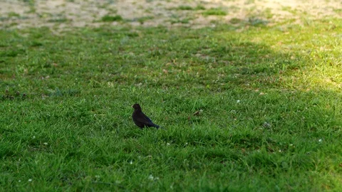 Bird taking off Stock Footage 128800310