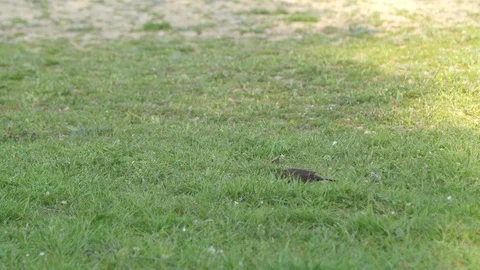 Bird taking off Stock Footage 128834177