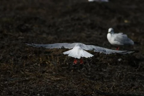 Bird taking off Stock Photos