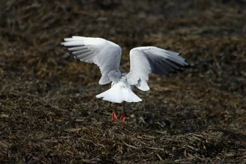 Bird taking off Stock Photos
