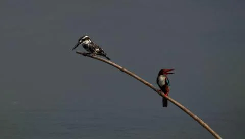 Bird taking rest Stock Photos