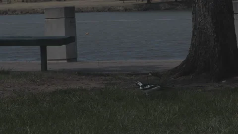 Bird Taking Off in Slow Motion Stock Footage 138542662