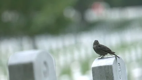 Bird Taking off in Slow Motion from a Headstone at Arlington National Cemetery Stock Footage 82299112