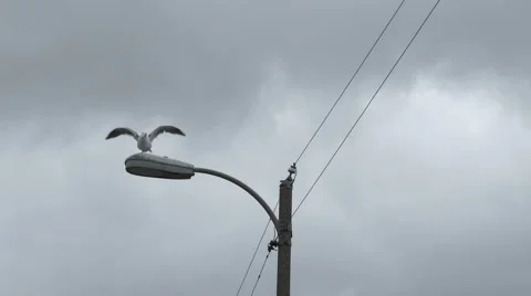 Bird Taking Off From Street Light Stock Footage 57246463