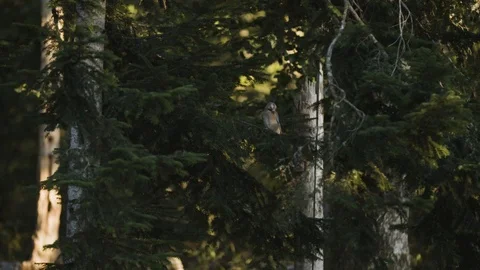 A bird is taking of from a tree Video stock 92408067