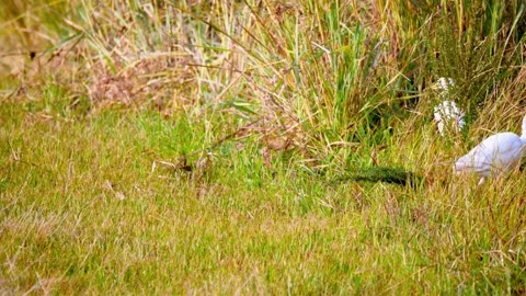 Bird in Tall Grass Stock Footage 310864171