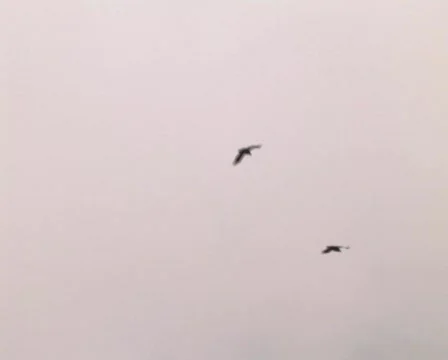 Bird in tent camp Stock Footage 606980