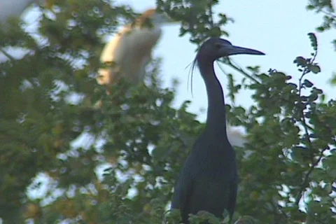 Bird texas1 Stock Footage 281333