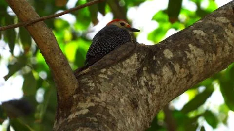 A bird with a thin beak sitting on a tree Foto stock