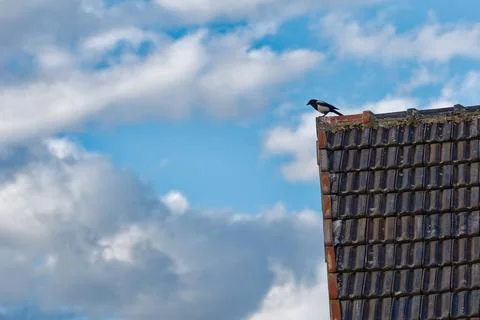 Bird thinking Stock Photos