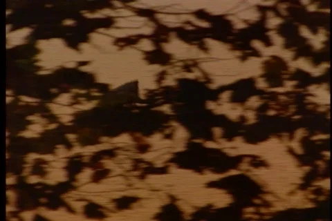 Bird through sunset Stock Footage 474595