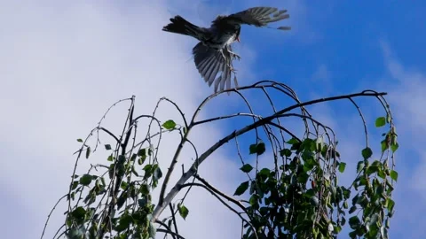 Bird Thrush Fieldfare on a Branch - Migratory Bird from the Thrush Family Stock Footage 131769855