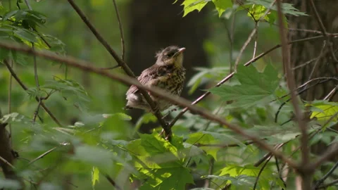 Bird thrush fieldfare chick Vídeos de archivo 241693020