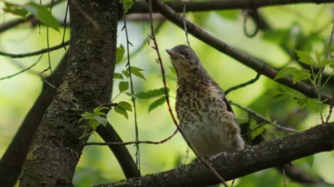 Bird thrush fieldfare 動画素材 241692535