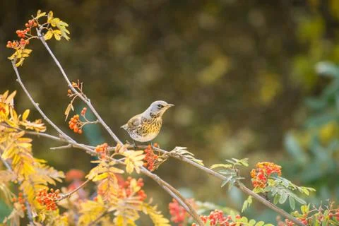 Bird thrush sitting on a branch. Tree Rowan. Stock Photos