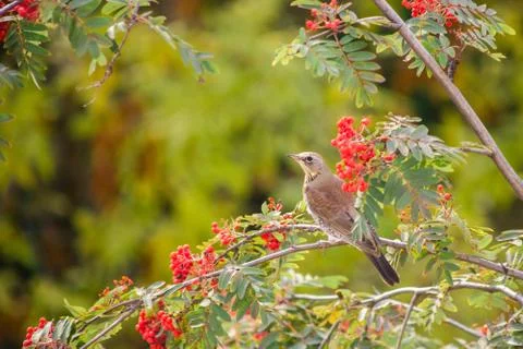 Bird thrush sitting on a branch. Tree Rowan. Stock Photos