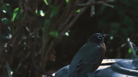 Bird on a tire Stock-Footage 163239894