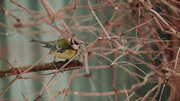 A bird of the Tit flies off a branch Stock Footage 85686830