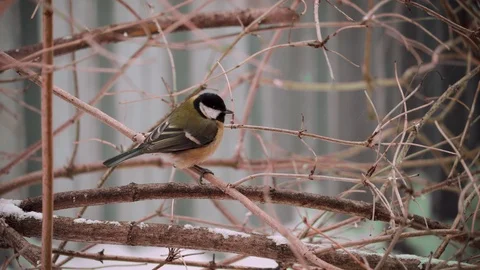 A bird of the Tit flies off a branch Stock Footage 85688313