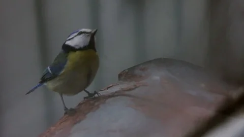 The bird, the tit. Stock Footage 94540970