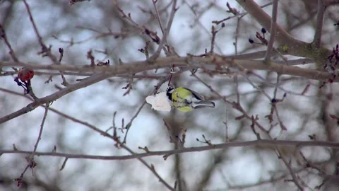 Bird tit pecks on a tree fat in winter Stock Footage 227688407