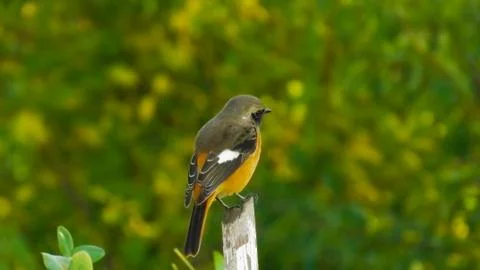 Bird tit perched on a tree in a natural setting Stock Photos