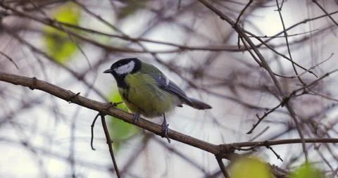 Bird tit sits on branch Video stock 221274490
