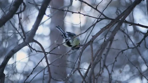 Bird tit sits on a tree branch with a winter forest Stock Footage 146287201
