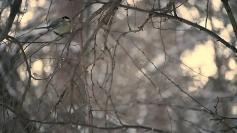 Bird tit sits on a tree branch with a winter forest. Titmouse Stock Footage 146395951