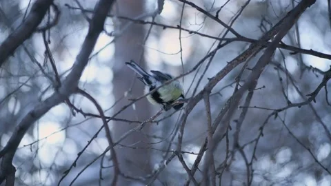 Bird tit sits on a tree branch with a winter forest Stock Footage 146503902