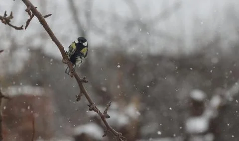 Bird tit sits on a tree branch Stock Photos