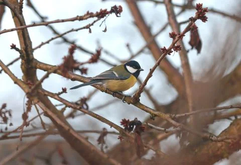 The bird tit sits on a tree. Stock Photos