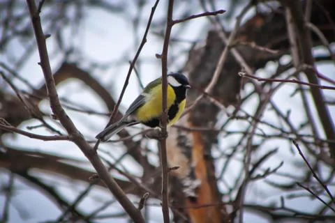 A bird tit is sitting on an apple tree branch, against a winter sky. Stock Photos