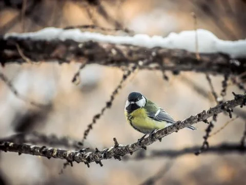 Bird tit on a tree branch Stock Photos