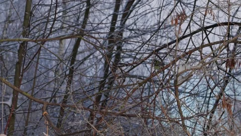 Bird tit in winter. 스톡 동영상 333363293