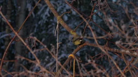 Bird tit in winter. Video stock 333363438