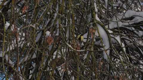 Bird tit in winter. Video stock 333363504