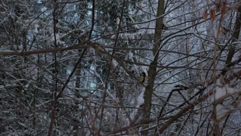 Bird tit in winter. Video stock 333363515