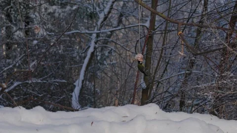 Bird tit in winter. Video stock 333363540