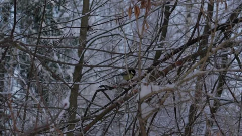 Bird tit in winter. Video stock 333363574