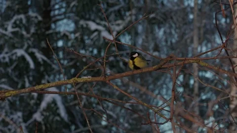 Bird tit in winter. Video stock 333363588