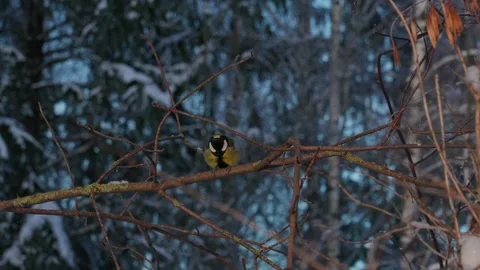 Bird tit in winter. Video stock 333363626