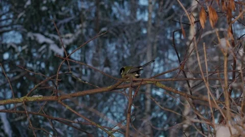 Bird tit in winter. Video stock 333363639